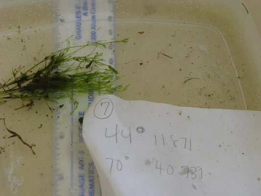 site7 Nitella a vascular plant-like algae